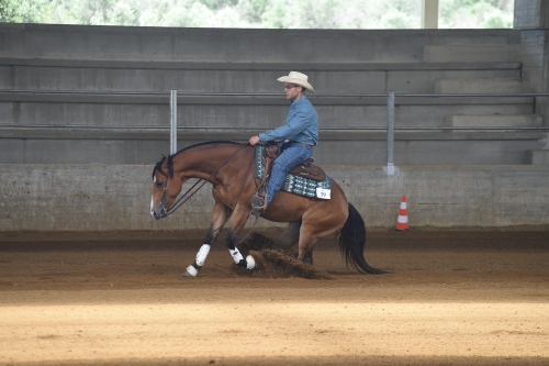 3 show ACRP 2026 - CAVALLO MODESTO &amp; SPADINO score 63,5