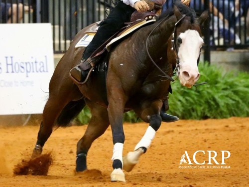 Risultati domenica 4 show ACRP-IRHA-FISE-NRHA 2026
