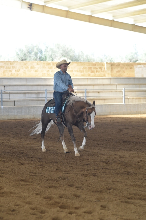 3 show ACRP 2026 - TUFARIELLI FRANCESCO &amp; COUNTY BLUE OAK score 73