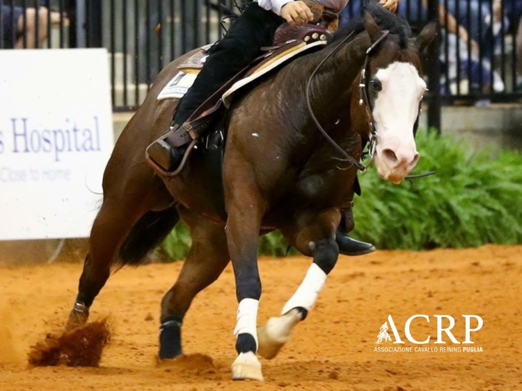 Risultati domenica 6 show ACRP-IRHA-FISE 2026